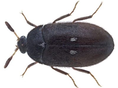 Pelsbille