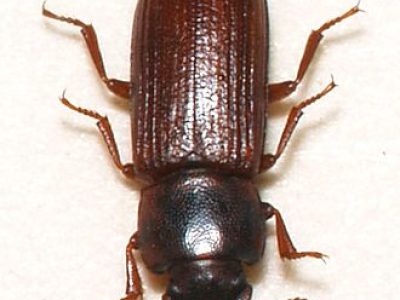 rismelbille